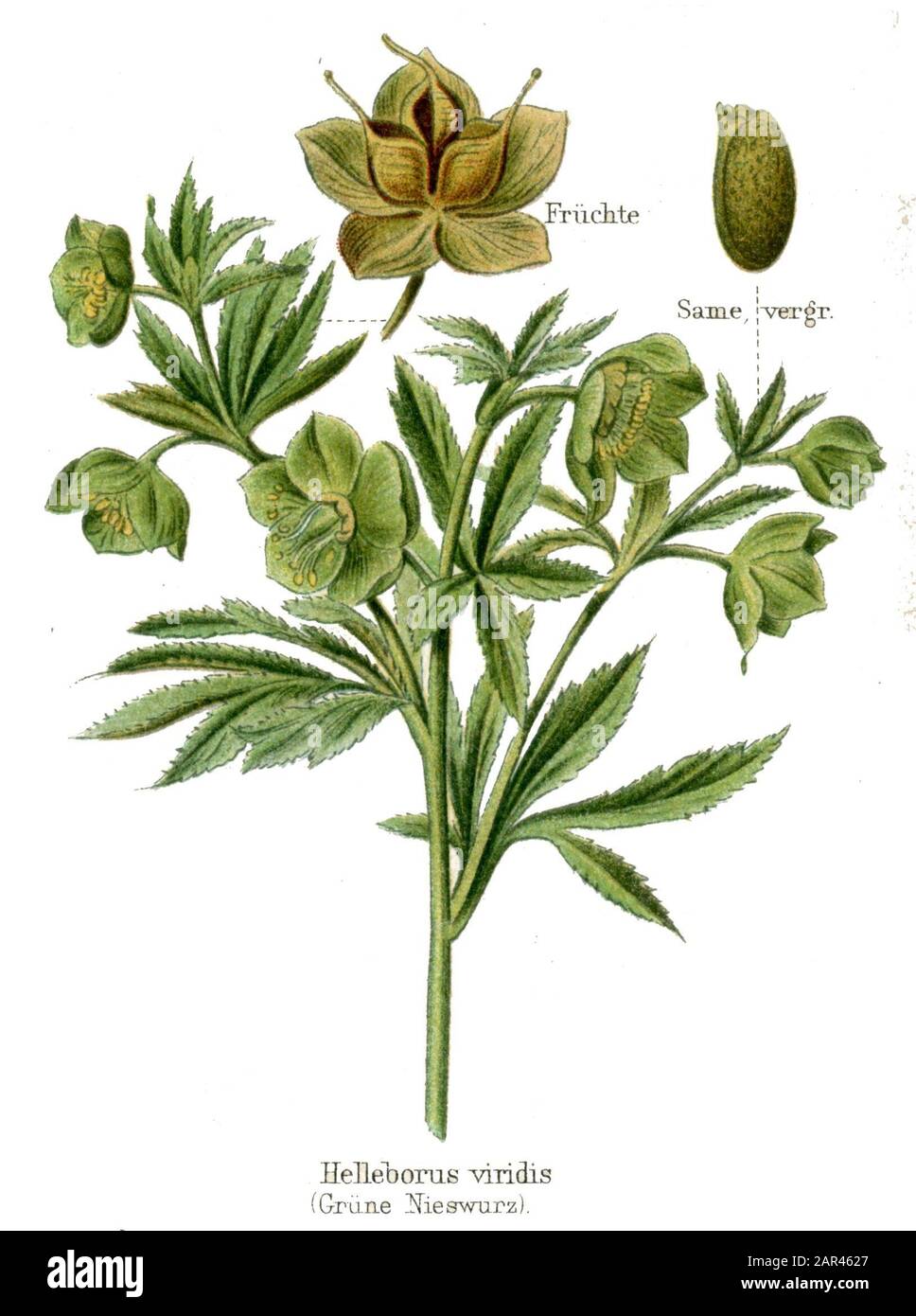 Verde Hellebore Helleboro viridis, (enciclopedia, ca. 1910) Foto Stock
