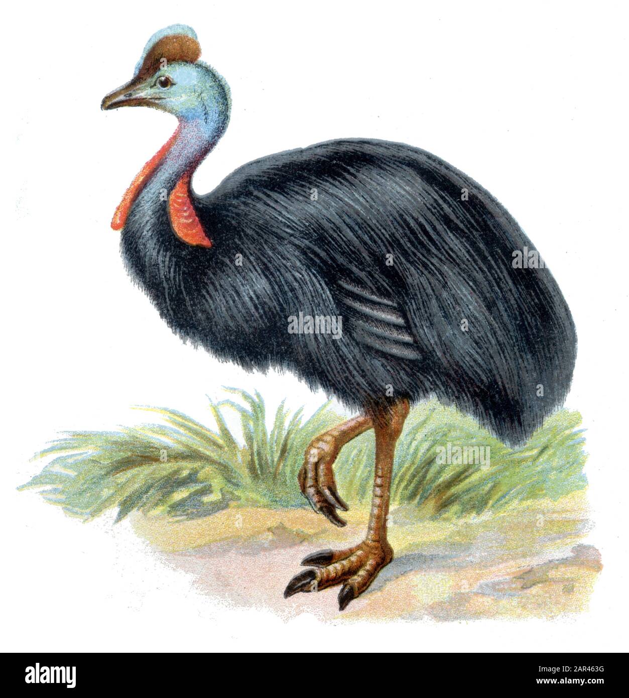 Casuarius casario meridionale, (, ) Foto Stock