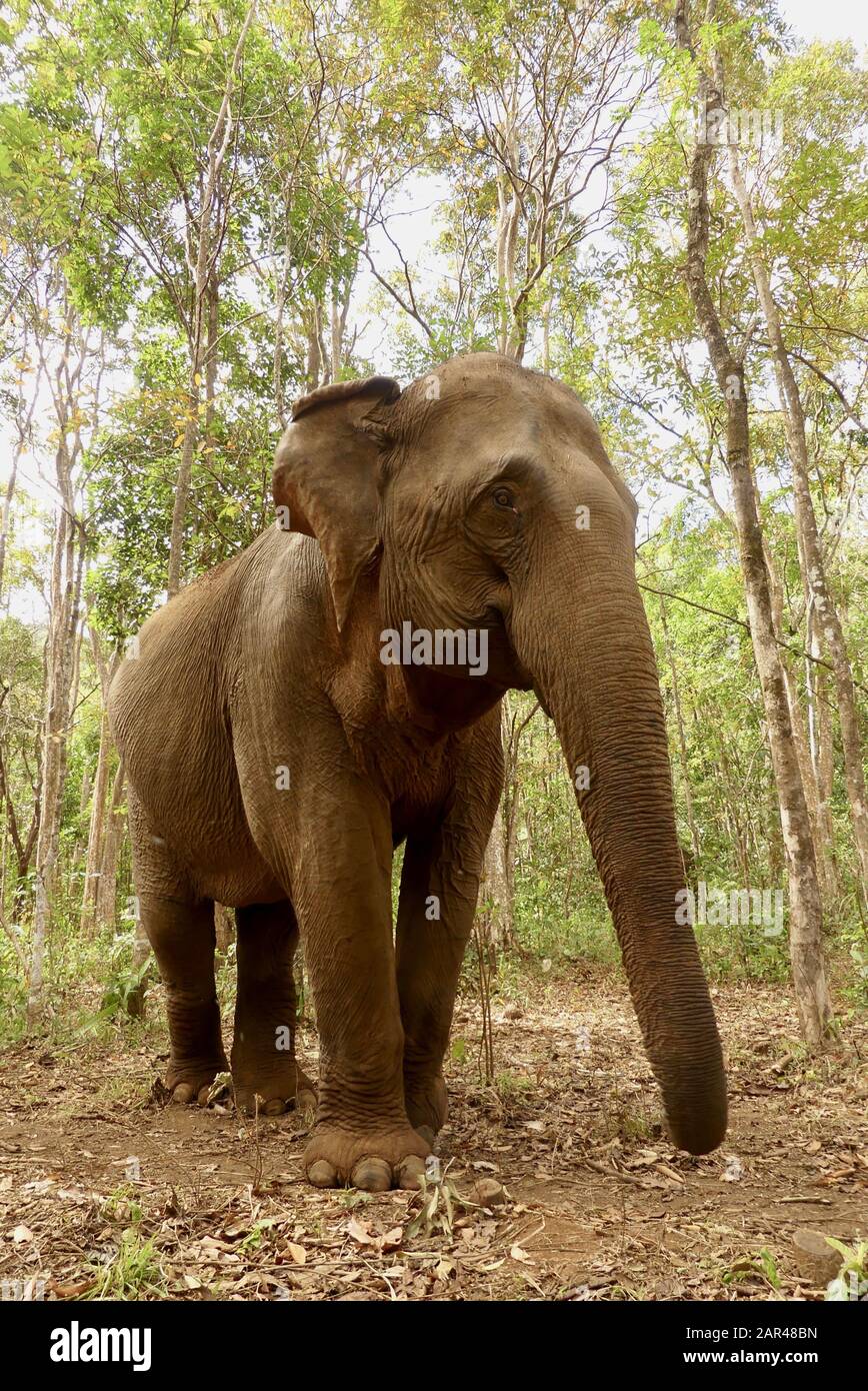 Ritratto a tutta lunghezza dell'Elefante Asiatico nel Santuario del progetto Mondulkiri in Cambogia, Sud Est Asiatico Foto Stock