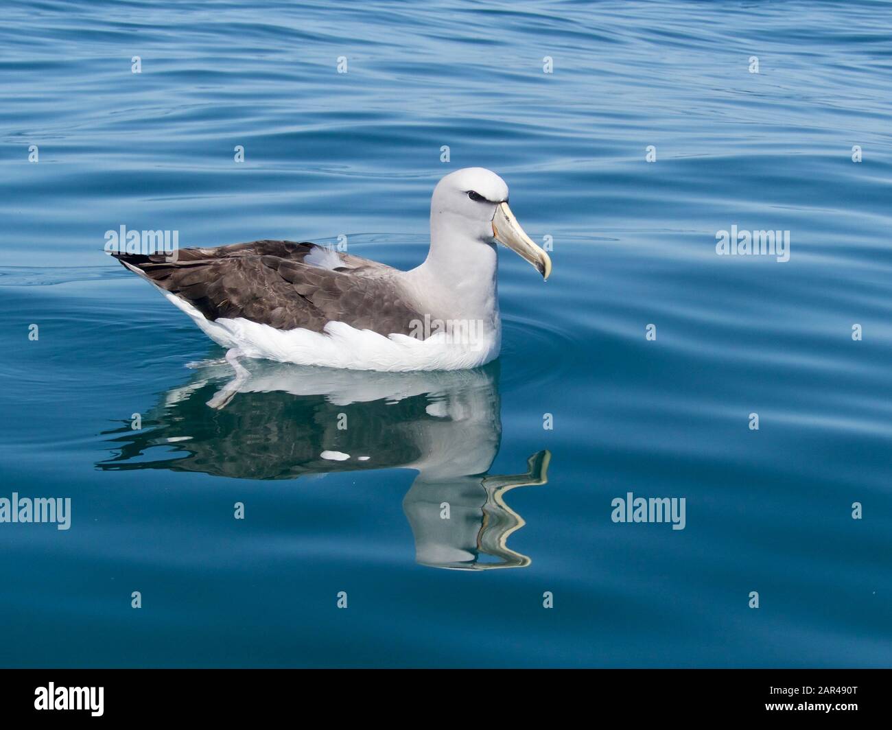 Salvin's Albatross (Thalassarche salvini) (Mollymaawk) con riflessione sulle acque calme di Kaikoura, Nuova Zelanda Foto Stock