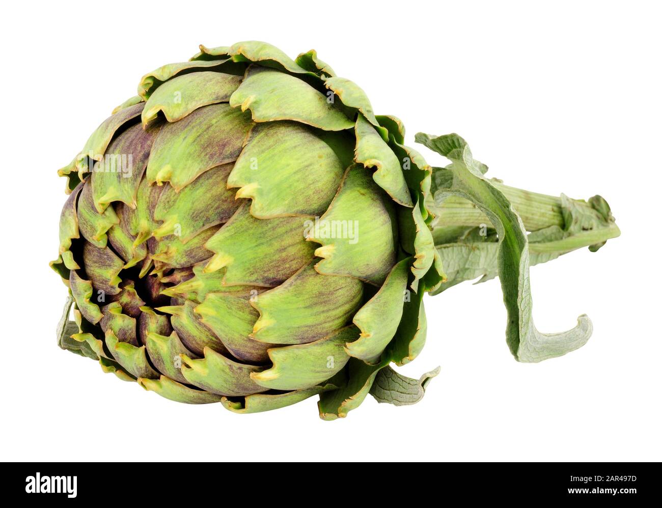 Fresco crudo globo verde carciofo fiore bocciolo isolato su uno sfondo bianco Foto Stock