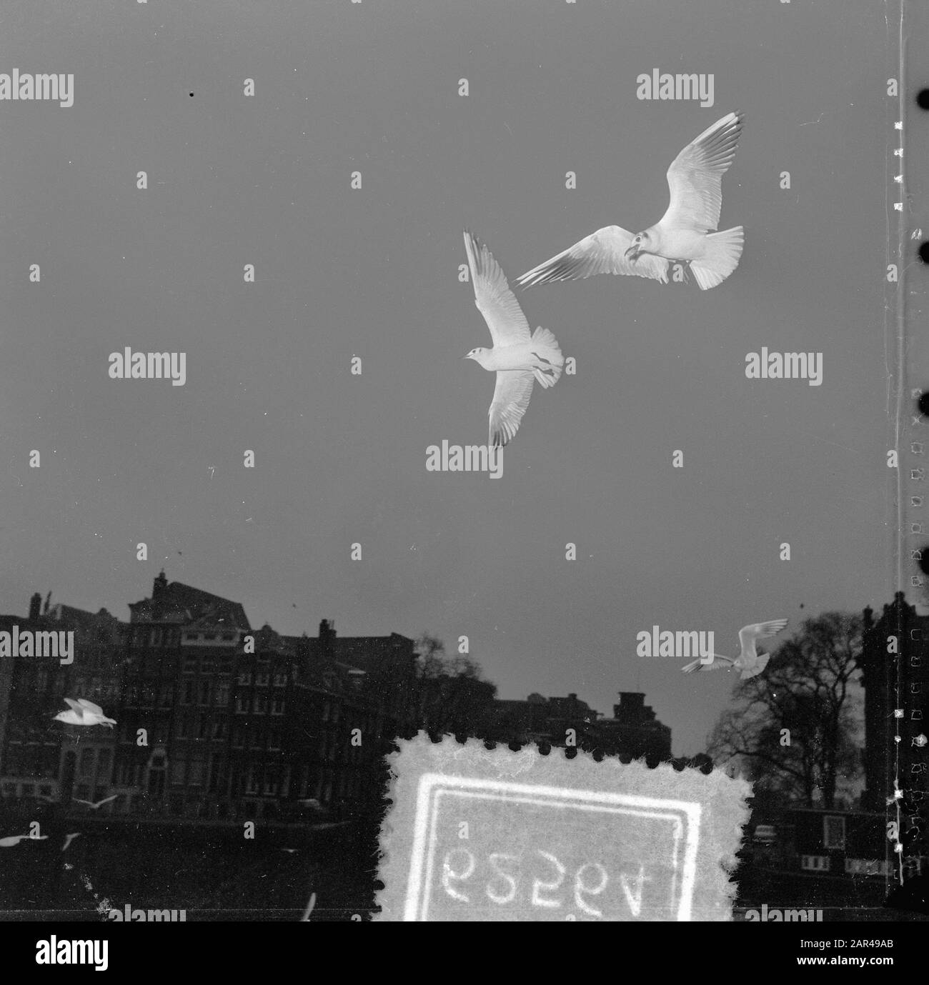 Seagulls in flight recording Data: 21 gennaio 1954 Parole Chiave: SEUWES Nome Della Persona: SEUWES Foto Stock