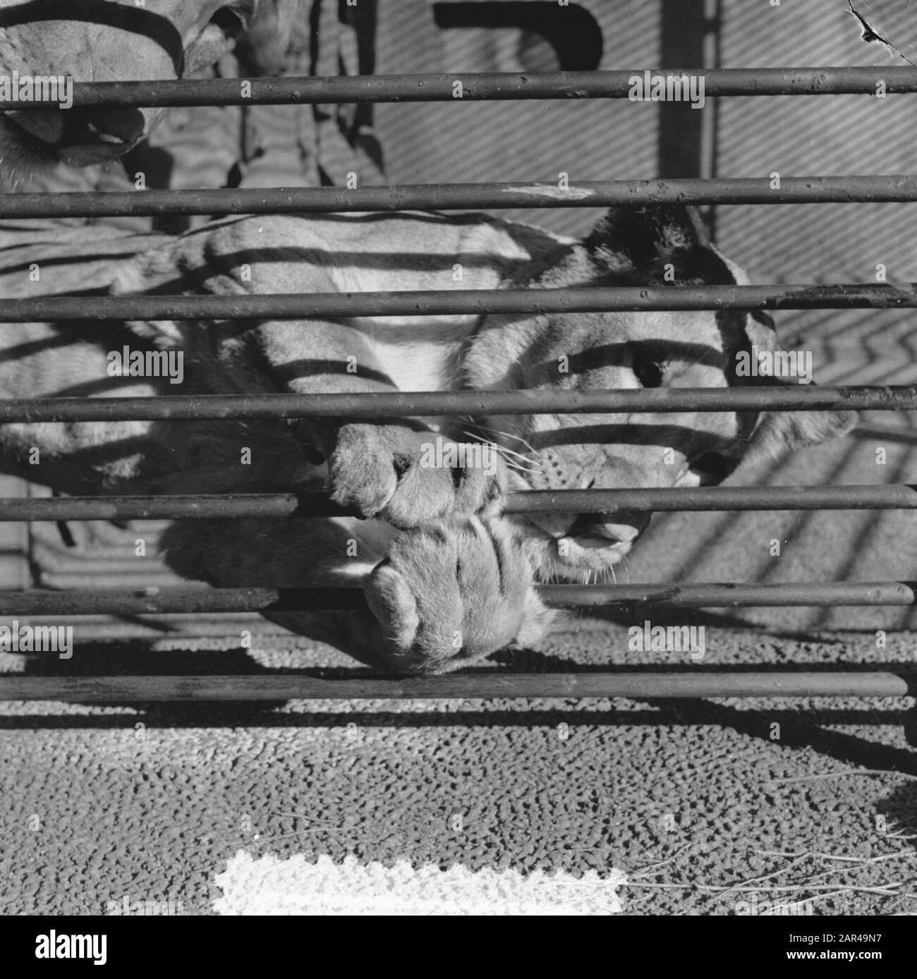 Lion Behind Bars in Artis Data: 25 maggio 1954 Parole Chiave: Bar Nome istituto: Artis Foto Stock