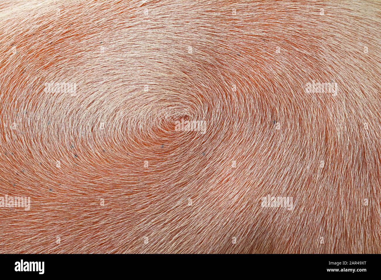 Pelle Di Bufalo Immagini e Fotos Stock - Alamy