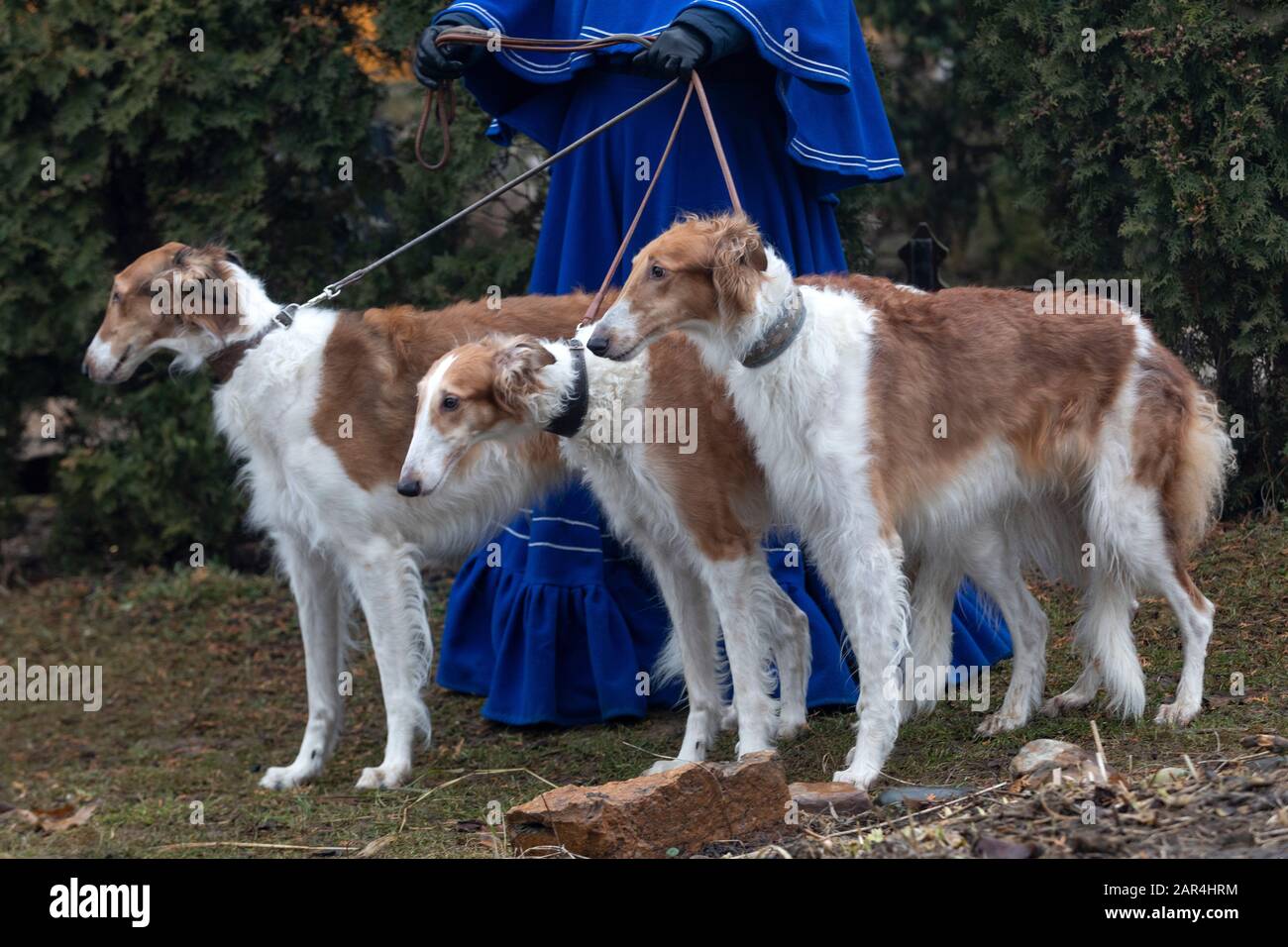 Una donna in abiti vintage con cani borzoi russi Foto Stock