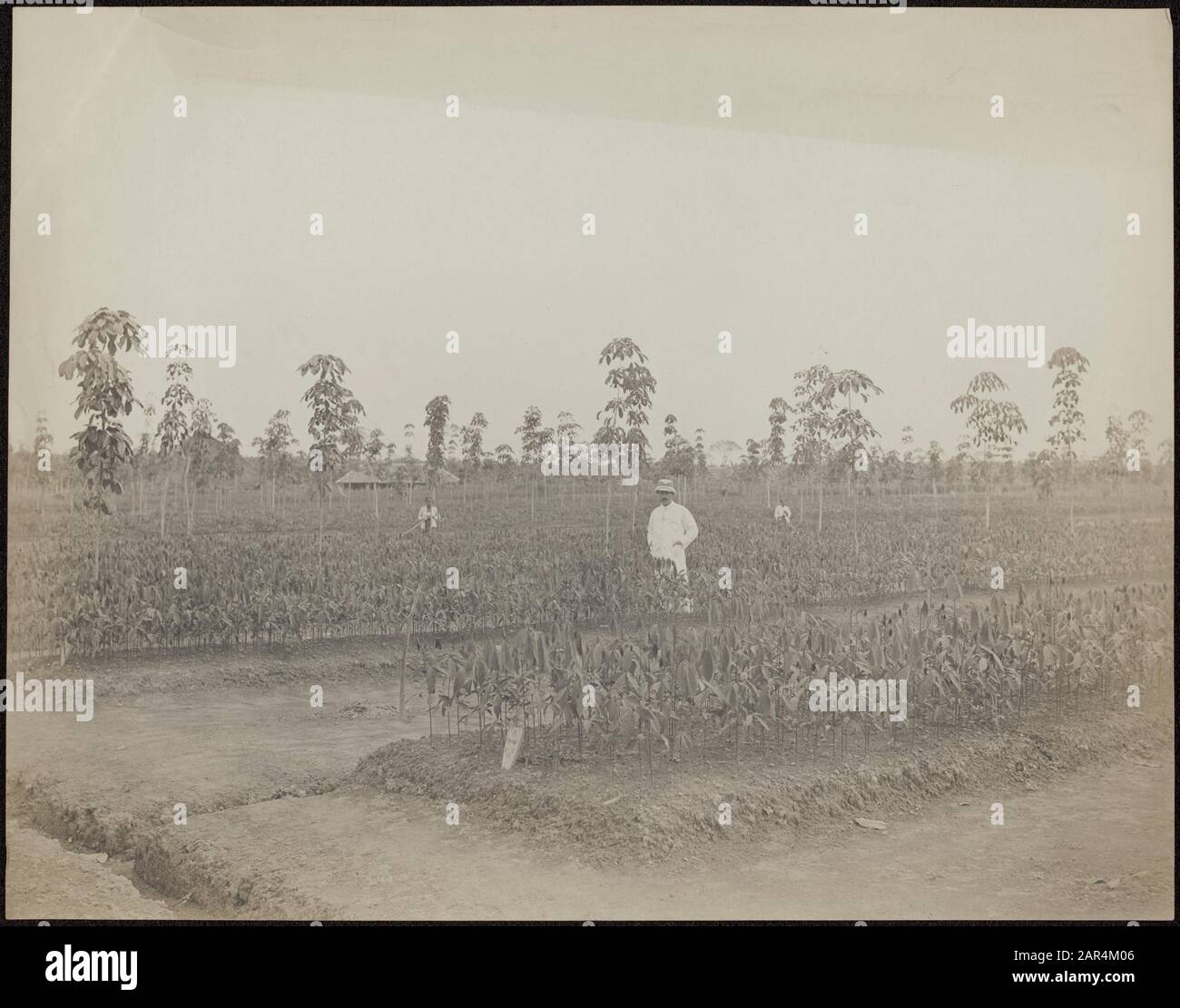 Piantagione di gomma Balang Seragam in Deli un supervisore tra i giovani piantare di alberi di gomma sulla piantagione Balang Seragam in Deli (East Sumatra) Data: 1880 posizione: Deli, Indonesia, Olandese- India, Sumatra Parole Chiave: Piantagioni, gomma Foto Stock