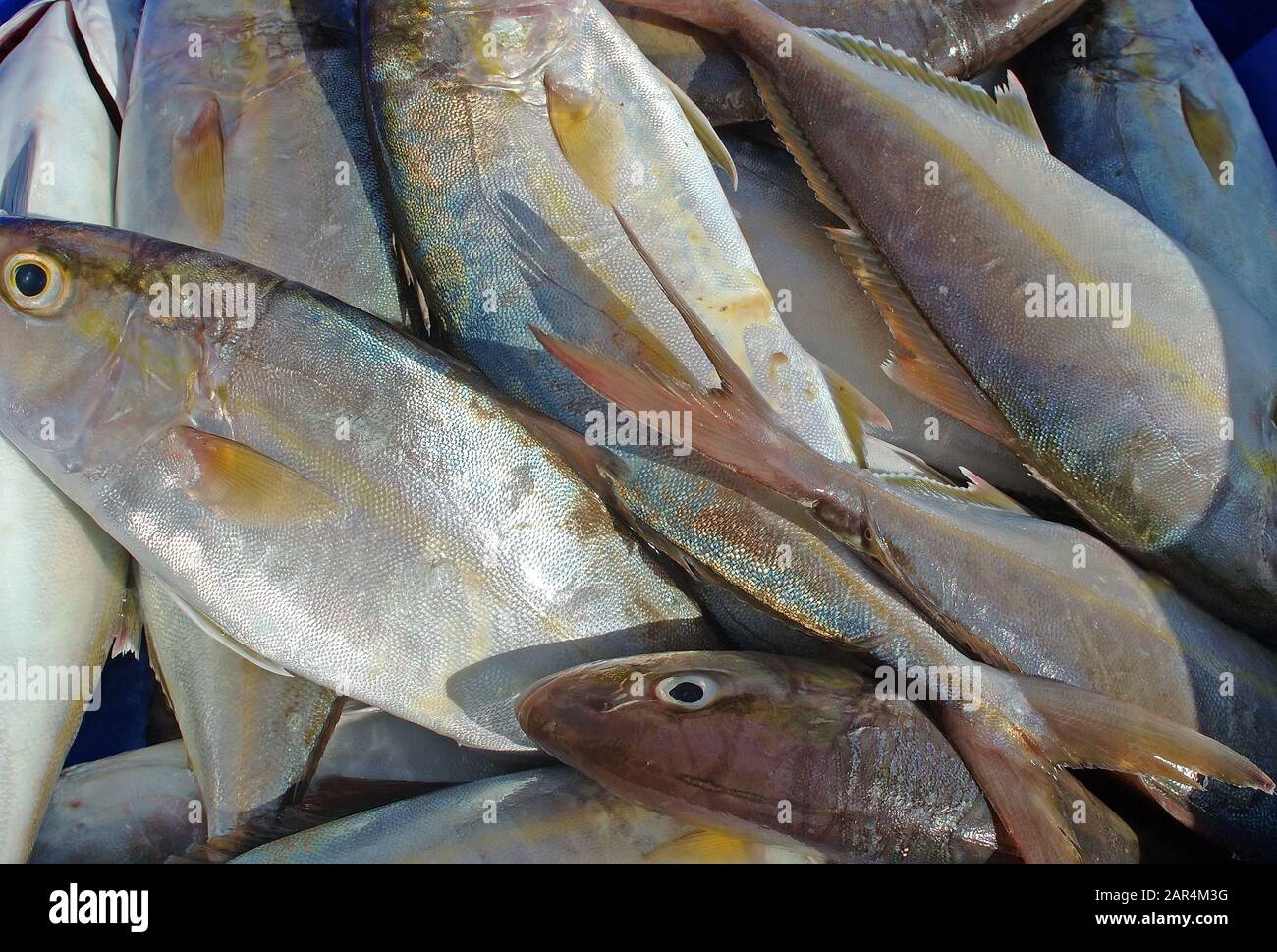 pesce fresco dal mare Foto Stock