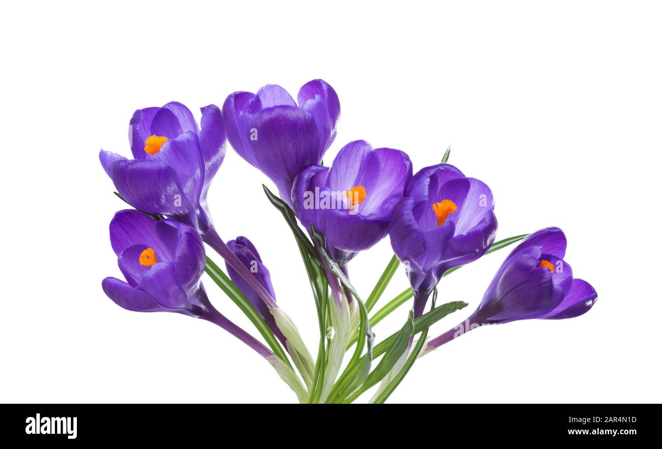 Fiori di crocus isolati su sfondo bianco. Foto Stock