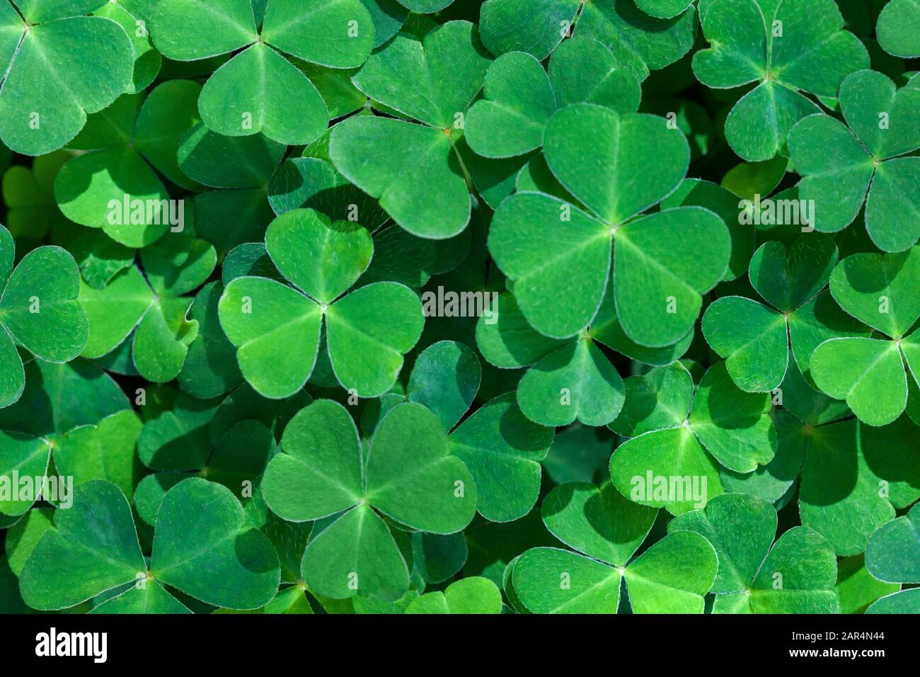 Sfondo verde naturale con fresche spamogli a tre foglie. Simbolo della festa di San Patrizio. Vista dall'alto. Messa a fuoco selettiva. Foto Stock