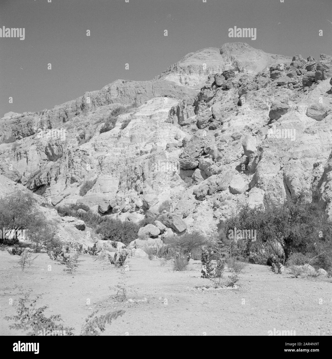 Israele 1964-1965: Ein Gedi Ein Gedi. Paesaggio roccioso con vegetazione diffusa in primo piano. Date: 1964 Location: Dead Sea, Ein Gedi, Israel Keywords: Alberi, paesaggi, rocce Foto Stock