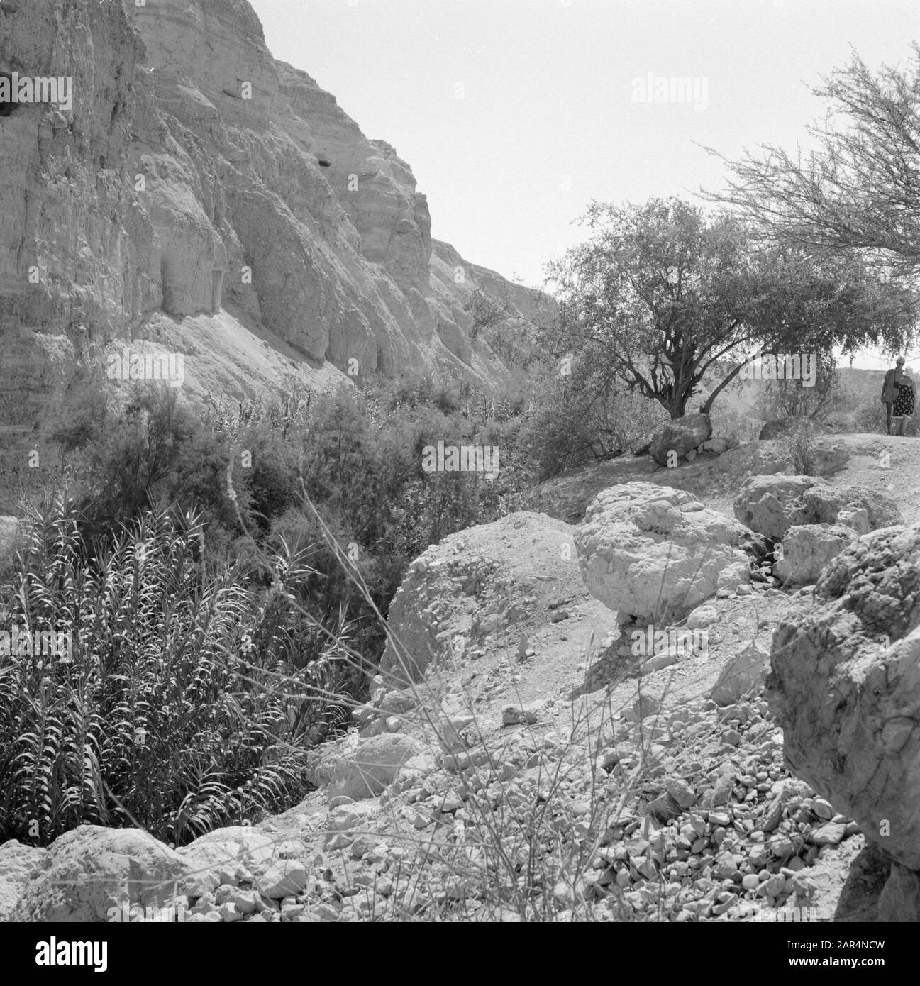 Israele 1964-1965: Ein Gedi Ein Gidi. Paesaggio roccioso con qui e là vegetazione Data: 1964 luogo: Mar Morto, Ein Gedi, Israele Parole Chiave: Rocce Foto Stock