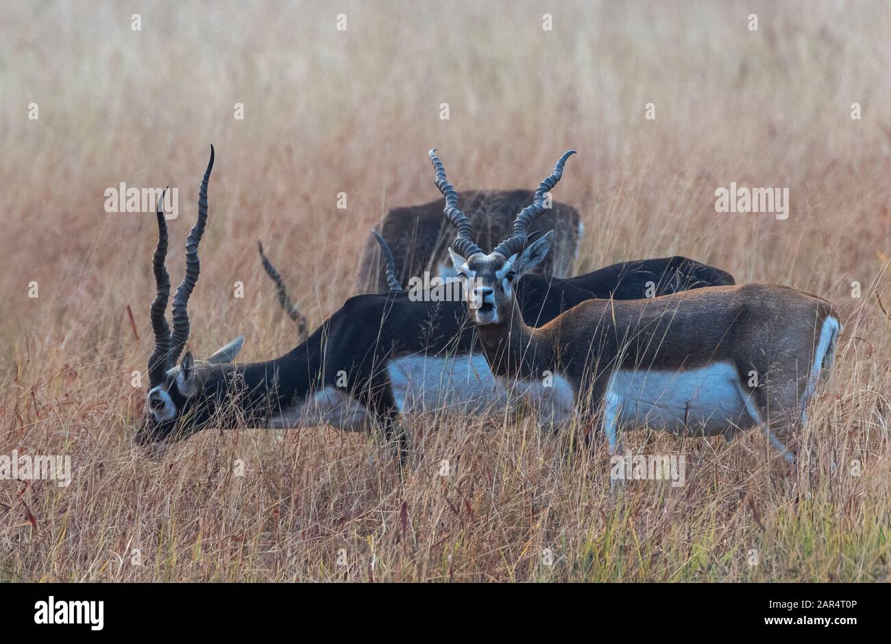 Blackbucks al pascolo nel Parco Nazionale di Blackbuck, velavadra, Gujarat, India Foto Stock