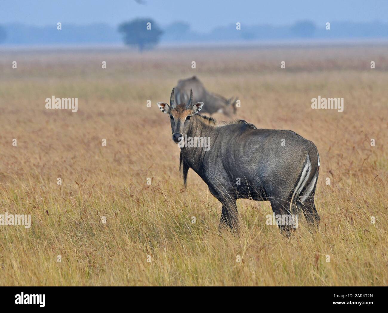 Ritratto di Nilgai in praterie del Parco Nazionale di Blackbuck Velavedra, Gujarat India Foto Stock