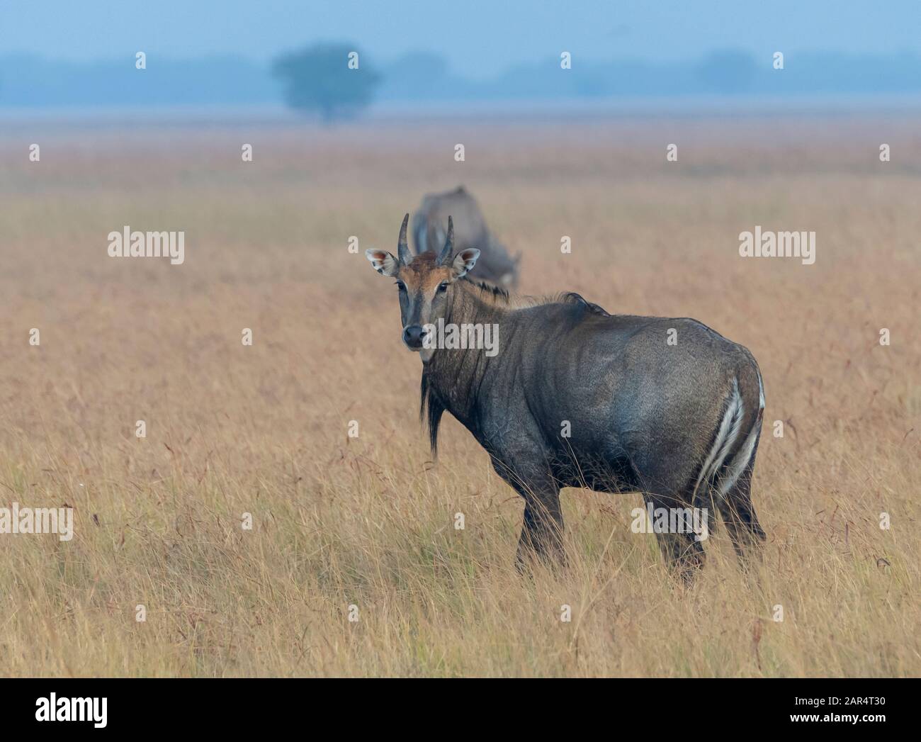 Maschio, Blue bull nel Parco Nazionale di Blackbuck Velavedra, Gujarat India Foto Stock