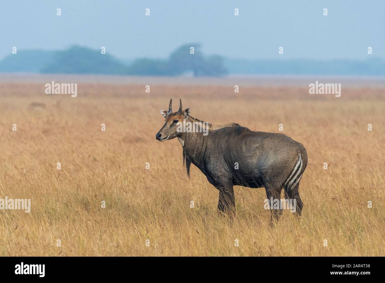 Nilgai in praterie del Parco Nazionale di Blackbuck Velavedra, Gujarat India Foto Stock