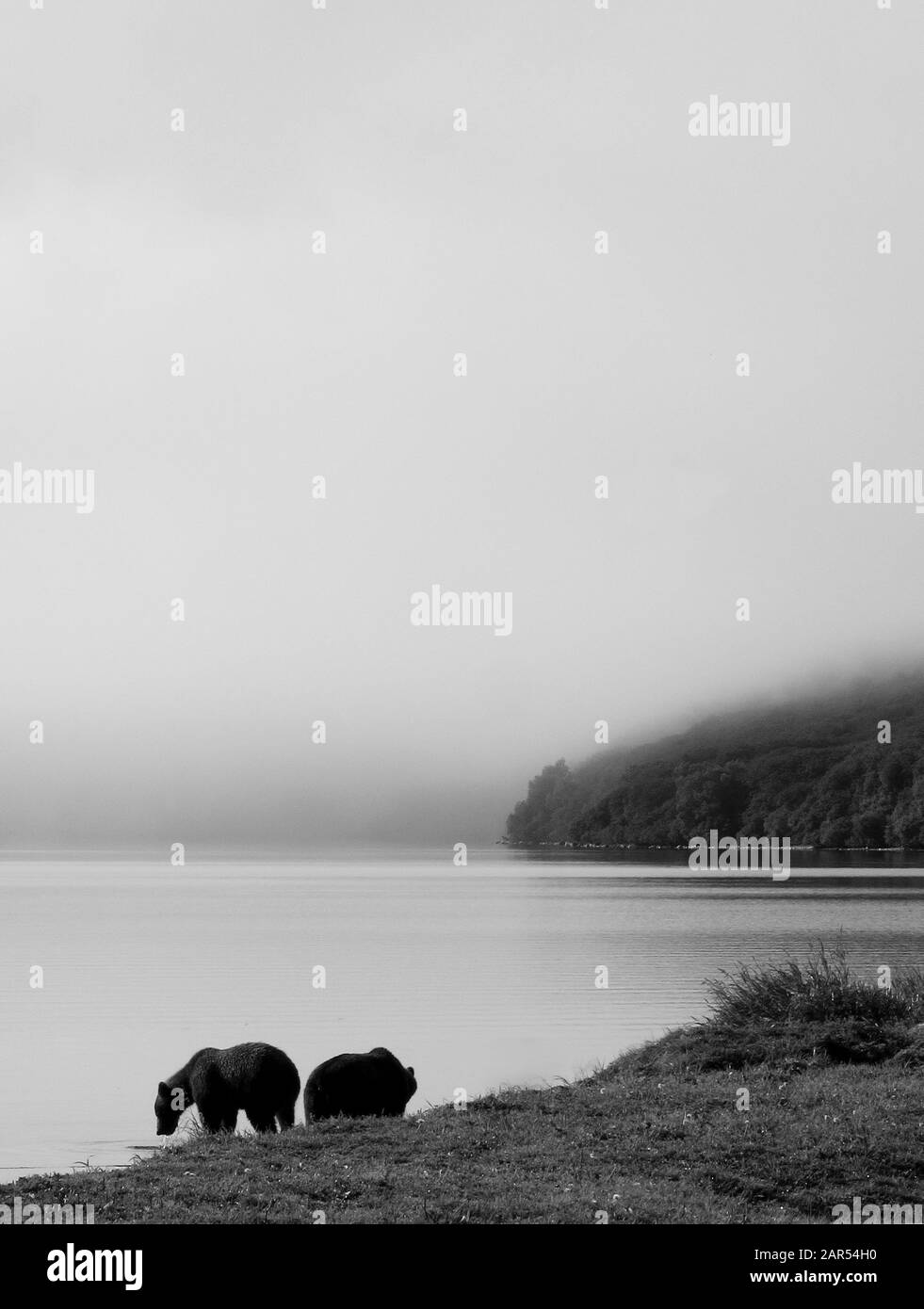 Orsi bruni (Ursus arctos) Lago Kurile. Penisola di Kamchatka. Siberia. Russia Foto Stock