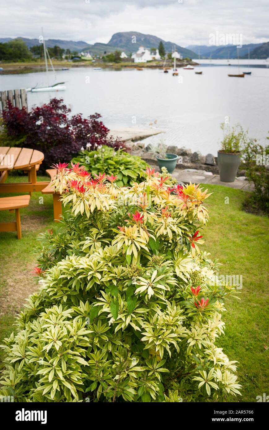 Un giovane albero Pieris che mostra una nuova crescita di foglie in un giardino accanto a Lock Carron in Plockton Highlands scozzesi UK Foto Stock