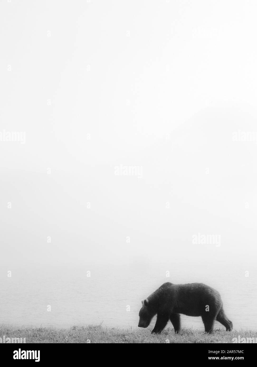 Orso bruno (Ursus arctos) cammina attraverso la fitta nebbia mattutina nel lago di Kurile. Kamchatka. Siberia. Russia Foto Stock