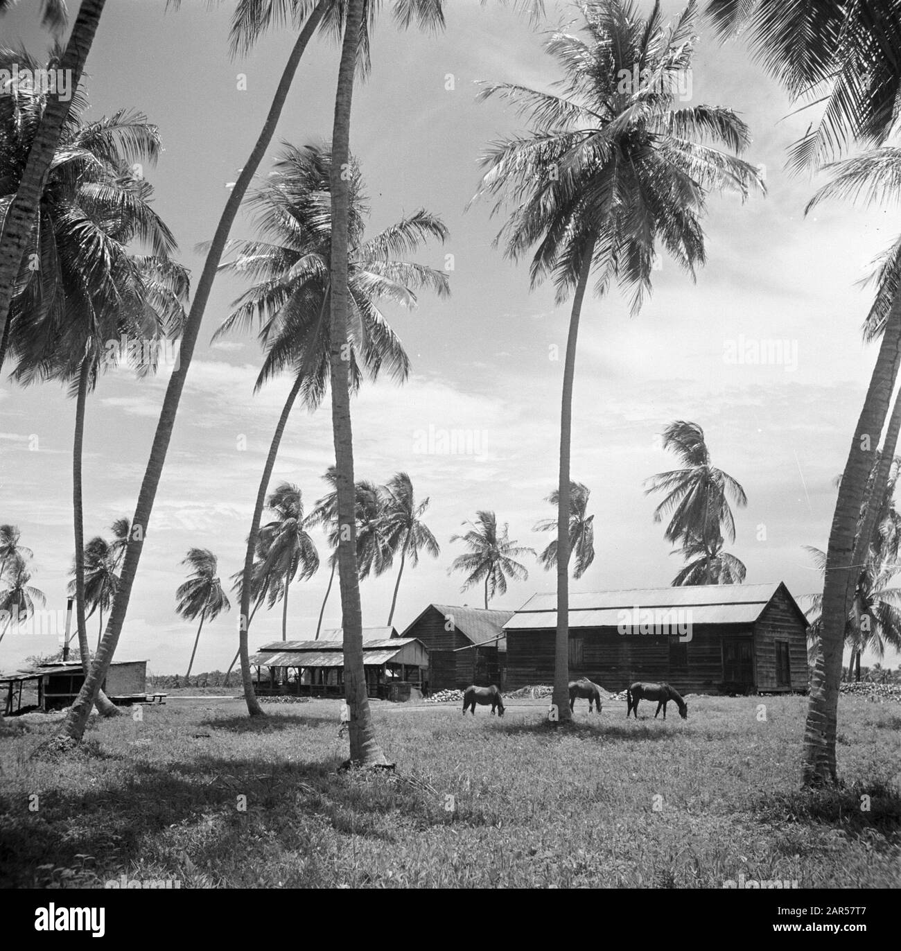 Viaggio in Suriname e Antille Olandesi la società meccanica di lavorazione del cocco Leasdeve in Coronie Data: 1947 Località: Coronie, Suriname Parole Chiave: Fabbriche, noci di cocco Foto Stock