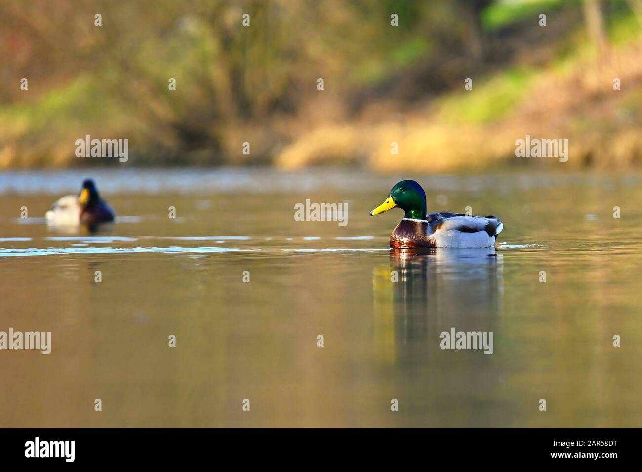 Bella anatre selvatiche sulla superficie dell'acqua Foto Stock