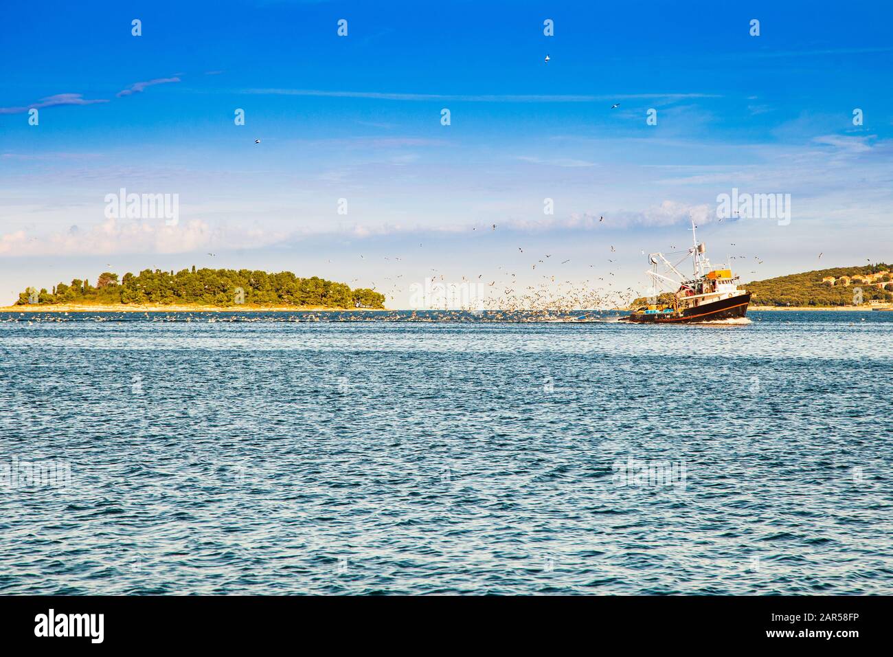 Branco di gabbiani a seguito di una barca da pesca sul mare Adriatico che si avvicina alla costa in Istria, Croazia Foto Stock