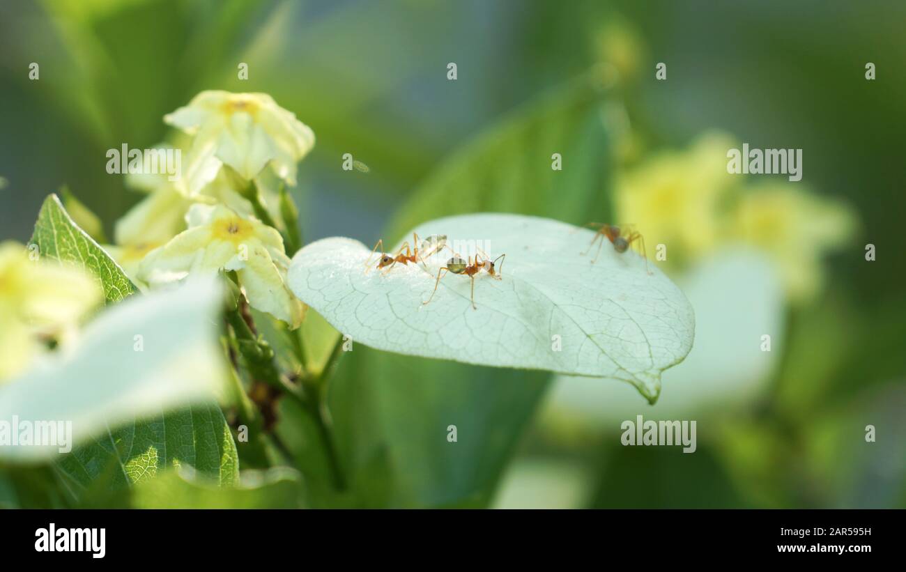 Formica verde che raccoglie le gocce d'acqua dal petalo Foto Stock