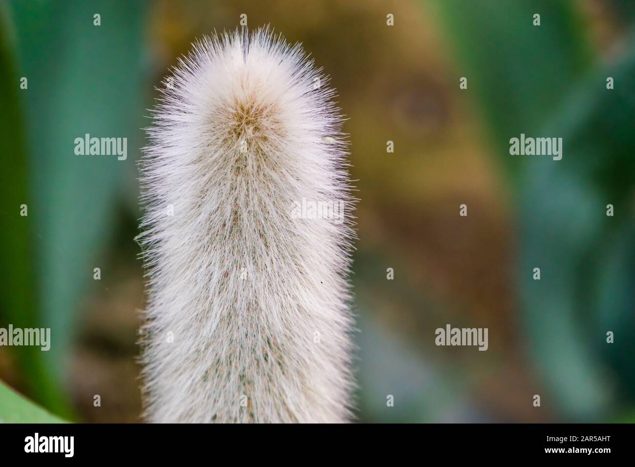 Testa di stelo di un vecchio cactus uomo in closeup, cactus bianco bearded, specie di pianta di pericolo dal messico Foto Stock