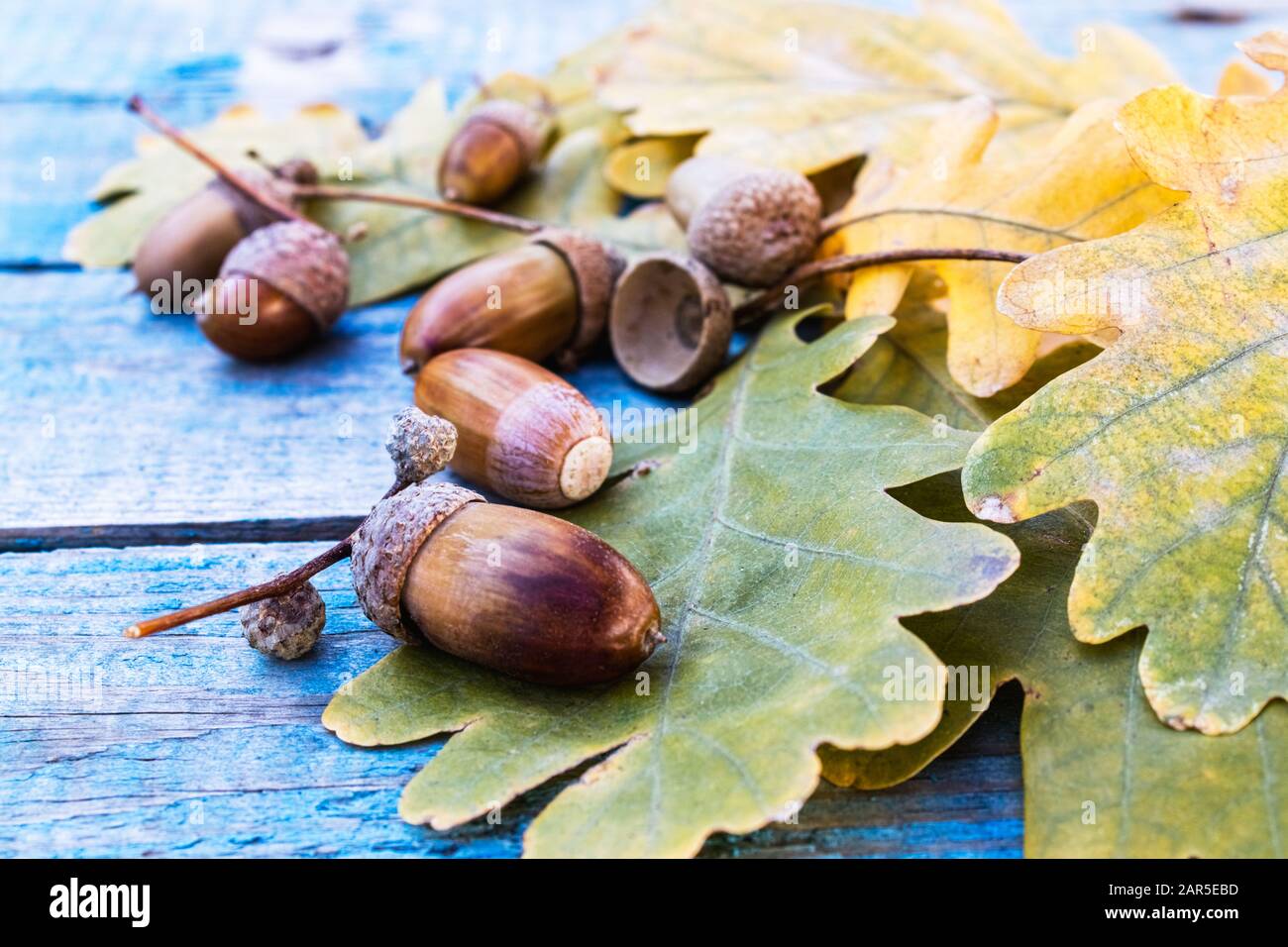 Ghiande autunnali e foglie gialle su vecchie tavole blu. Sfondo con ghiande d'autunno. Primo piano. Foto Stock