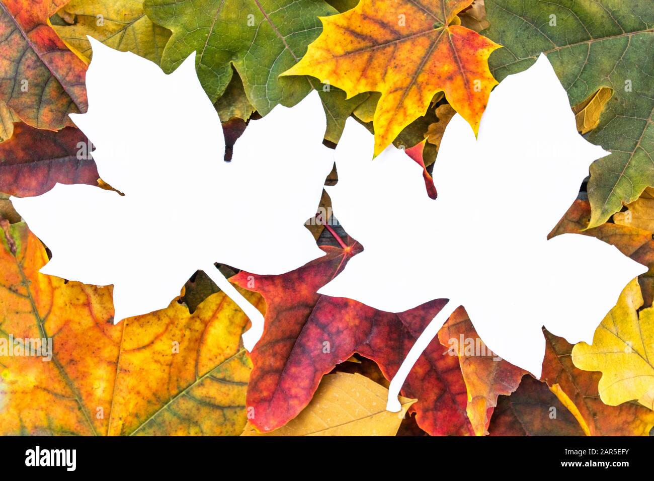 Foglie d'autunno colorate e foglio bianco con carta con posto per il testo. Sfondo con foglie d'autunno. Copiare lo spazio per l'iscrizione. Foglie d'autunno. Foto Stock