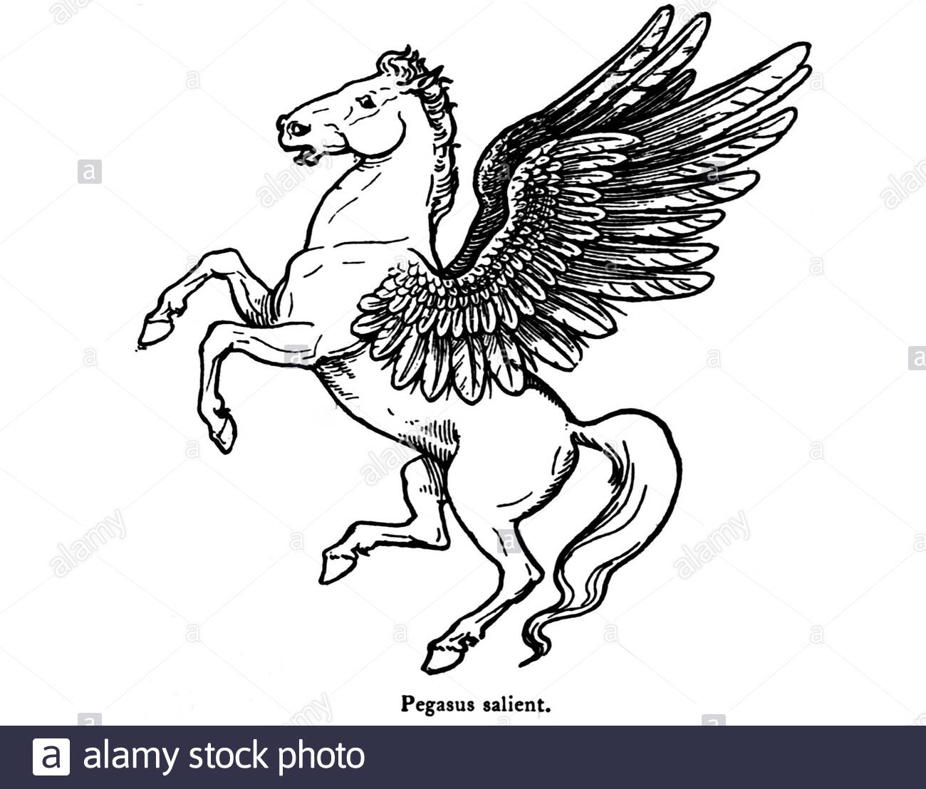 Pegasus, illustrazione vintage dal 1900 Foto Stock