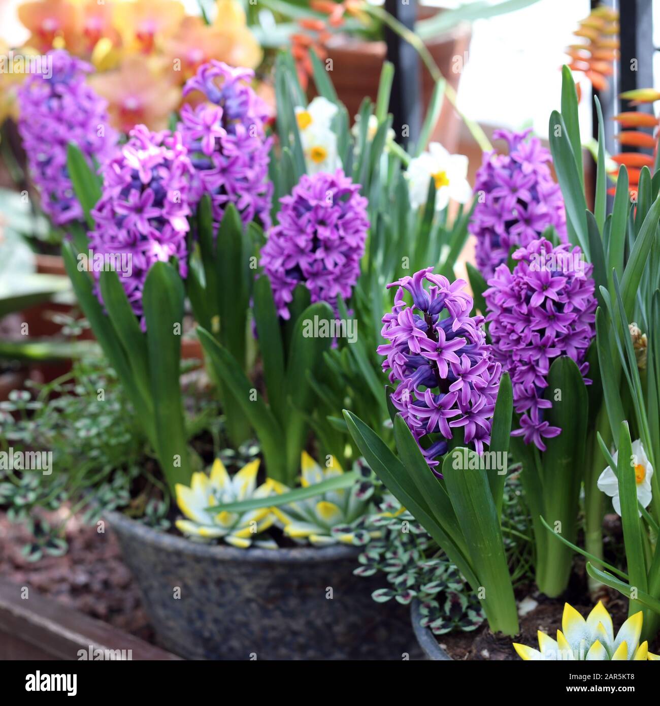 Fiori giacinto giallo e viola in fiore con abbondanza di foglie verdi. Bei fiori di inizio primavera usati per celebrare la Pasqua. Immagine a colori di primo piano. Foto Stock