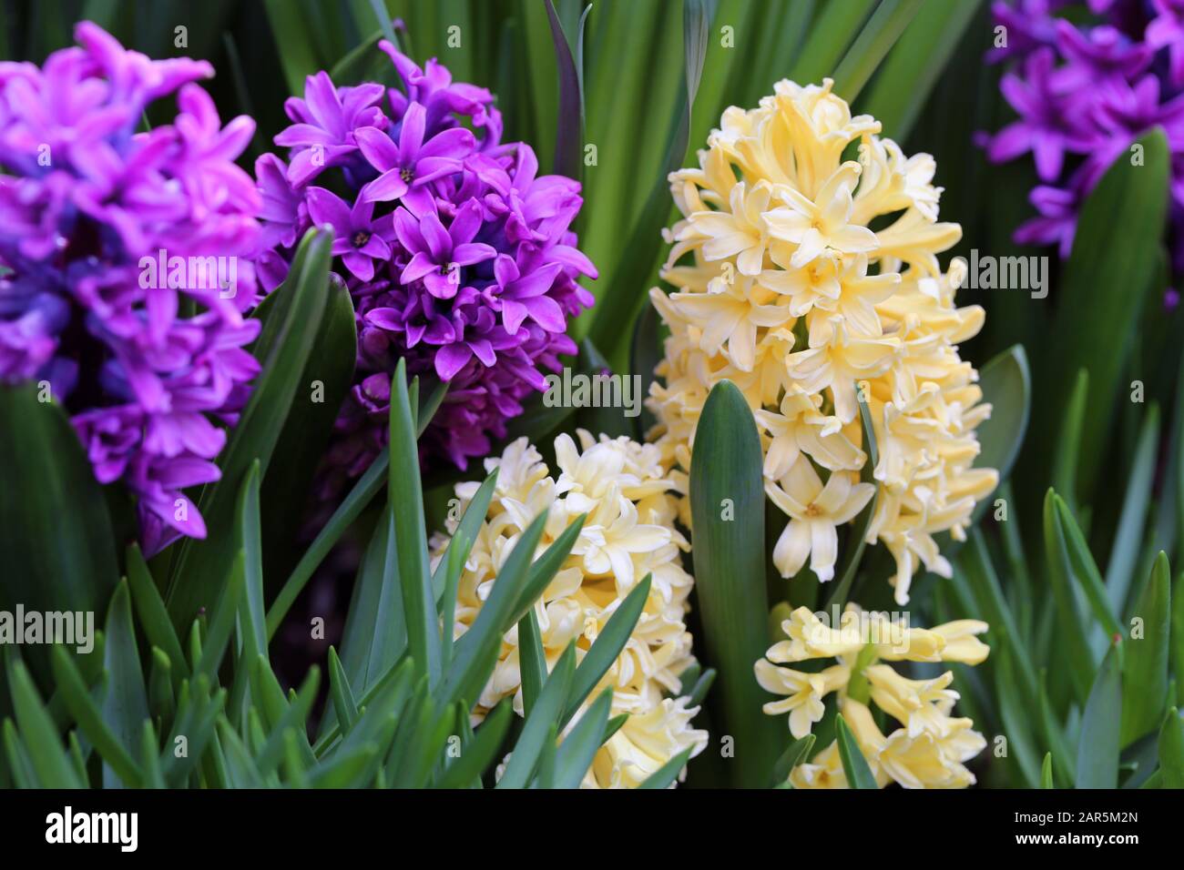 Fiori giacinto giallo e viola in fiore con abbondanza di foglie verdi. Bei fiori di inizio primavera usati per celebrare la Pasqua. Immagine a colori di primo piano. Foto Stock