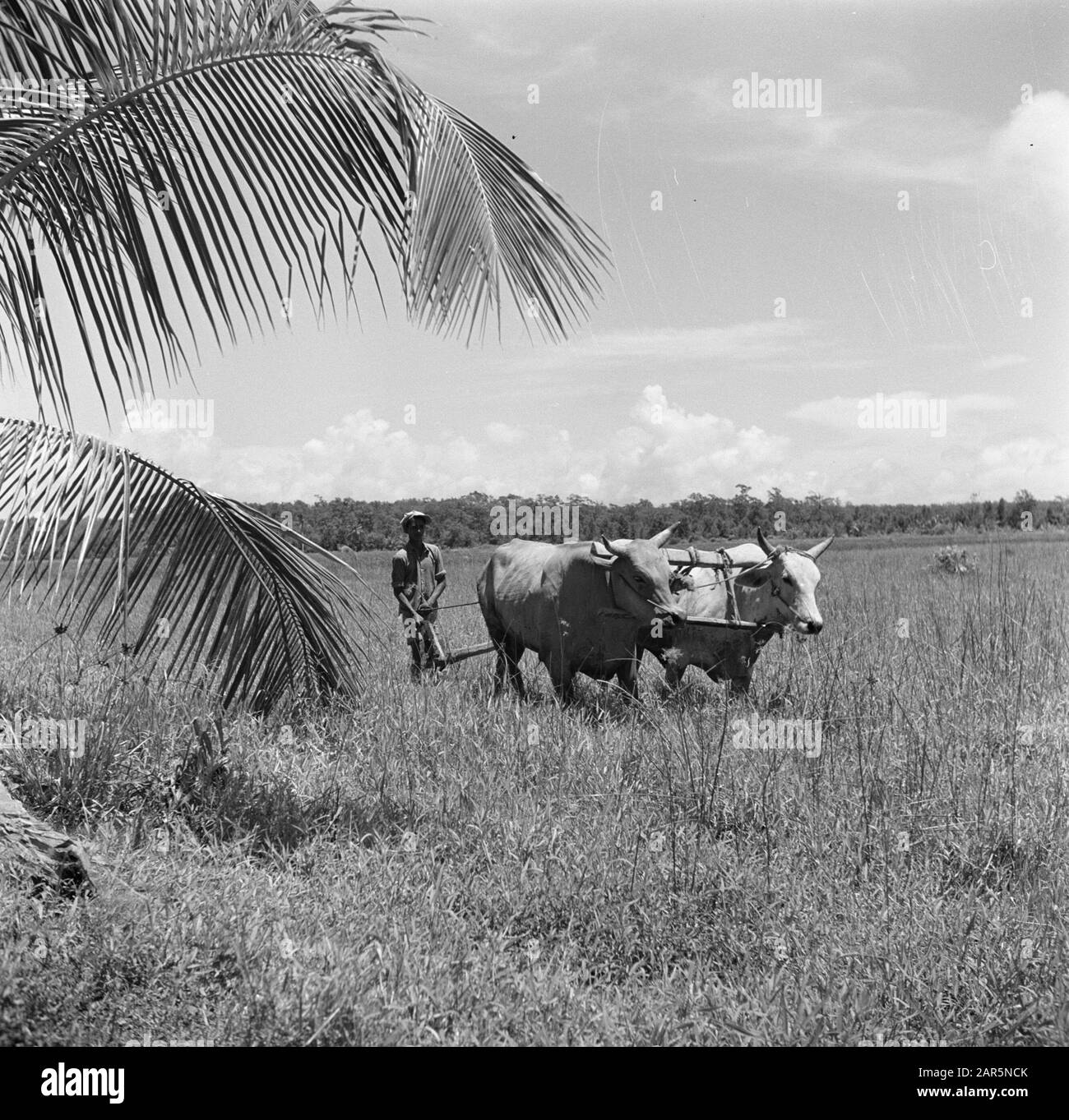 Viaggio in Suriname e Antille Olandesi Carbouwen nel Nickeriepolder Data: 1947 luogo: Suriname Parole Chiave: Oxen Foto Stock