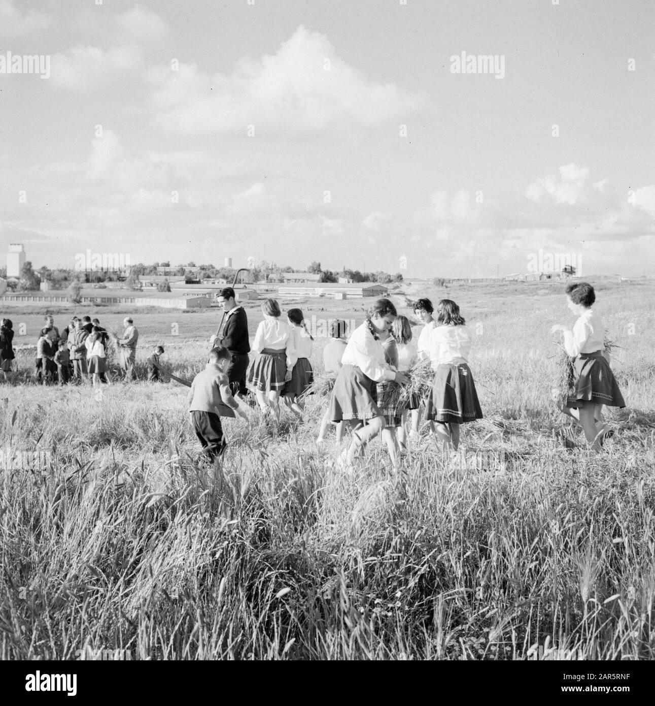 Israele 1964-1965. Gal'ed Kibutz Gal'ed. I residenti del kibbutz si sono riuniti in un campo di mais per la 1st tagliata il giorno prima della festa di Pasqua - pesach. Ragazze e ragazzi sono impegnati nella legatura di piccole pulegge Annotazione: Gal'ed (anche chiamato Yitzhak) è un kibbutz nel nord di Israele, situato nella pianura di Menasse. Data: 1964 luogo: Gal'ed, Israele Parole Chiave: Religione ebraica, kibbutz, campi di grano, festival di raccolto, rituali Foto Stock