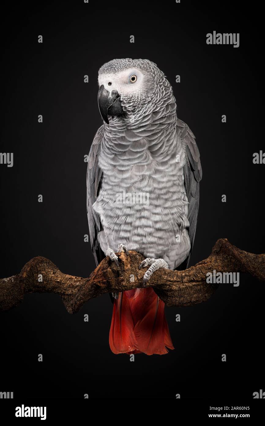 Gabon pappagallo grigio africano su sfondo nero con spazio per la copia vista dal retro in un'immagine verticale Foto Stock