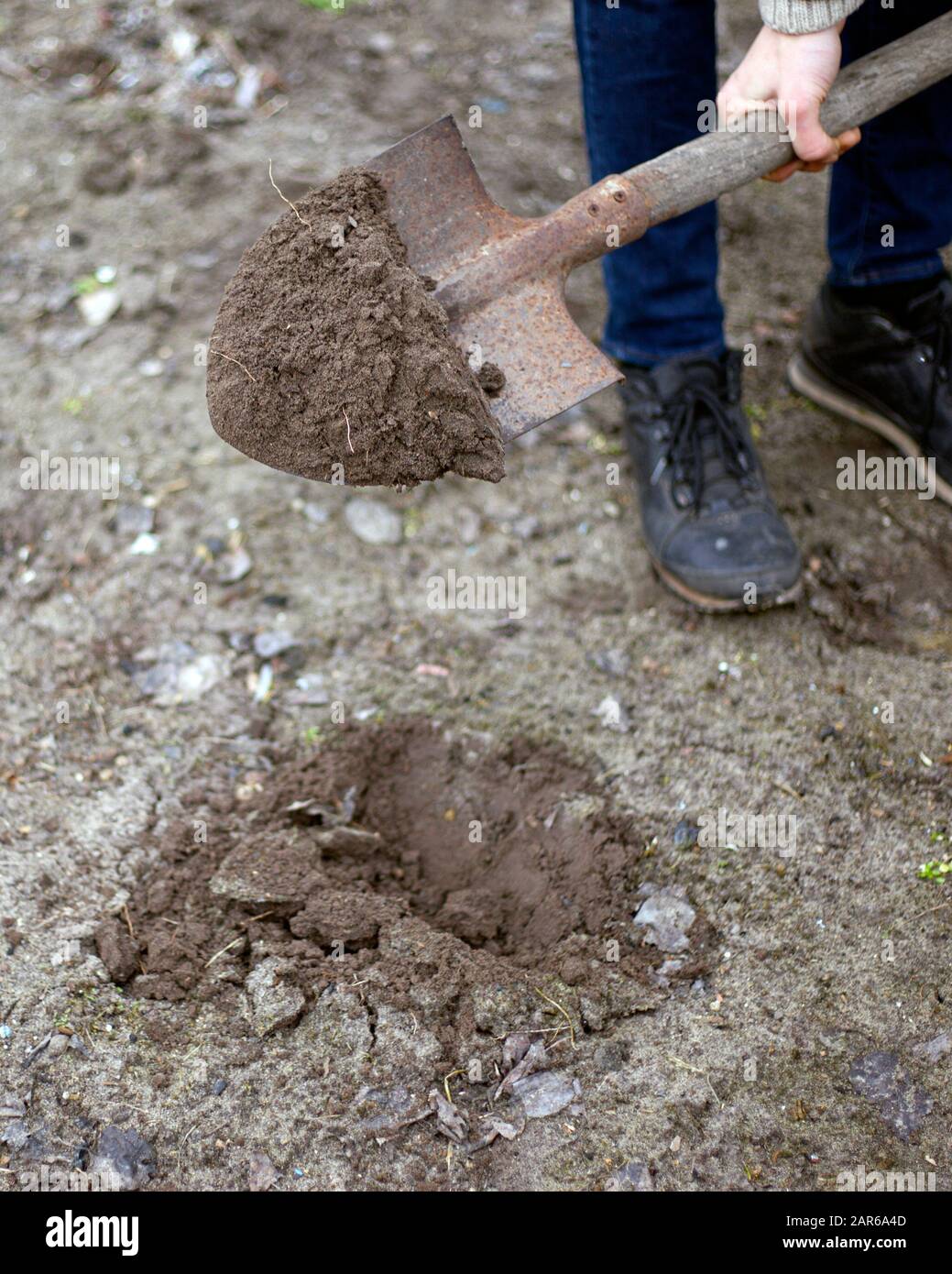 guy scava un buco con una pala per piantare alberi di primavera. Foto Stock