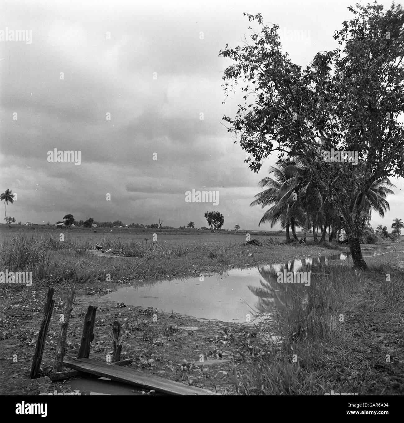 Viaggio in Suriname e Antille Olandesi Paesaggio in Nickerie Data: 1947 luogo: Nickerie, Suriname Parole Chiave: Paesaggi Foto Stock