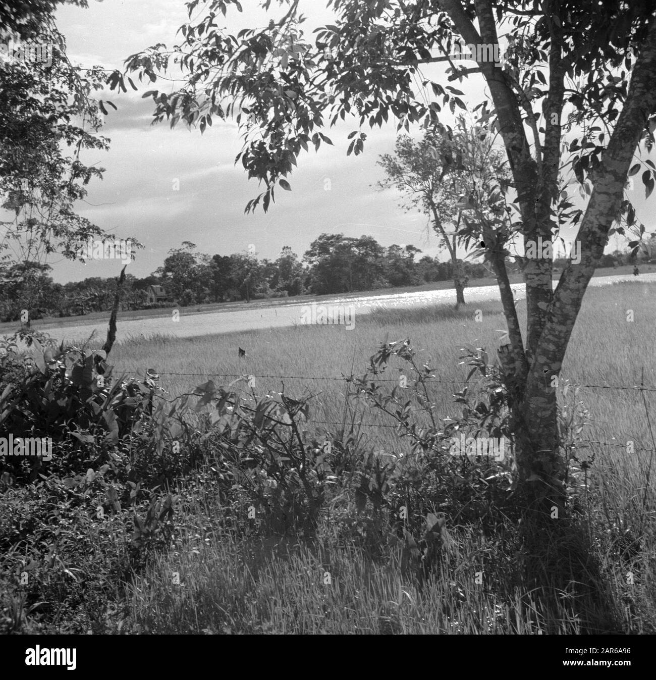 Viaggio in Suriname e Antille Olandesi Paesaggio in Suriname Data: 1947 luogo: Suriname Parole Chiave: Paesaggi, strade Foto Stock
