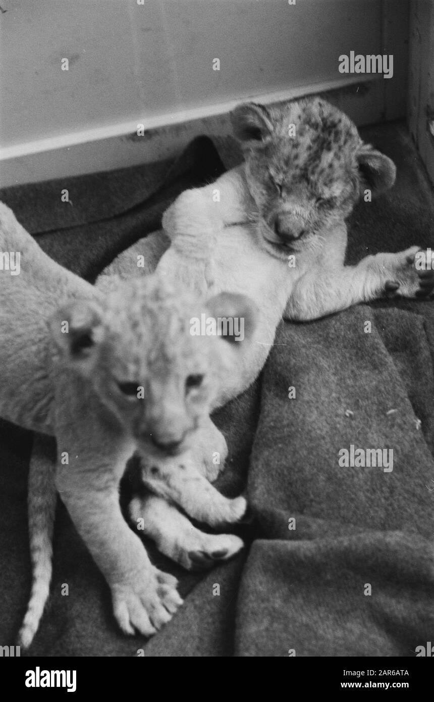 Lioness Manda ha disposseduto 2 giovani ancora Data: 8 dicembre 1960 Parole Chiave: Cubs Nome personale: Manda Foto Stock