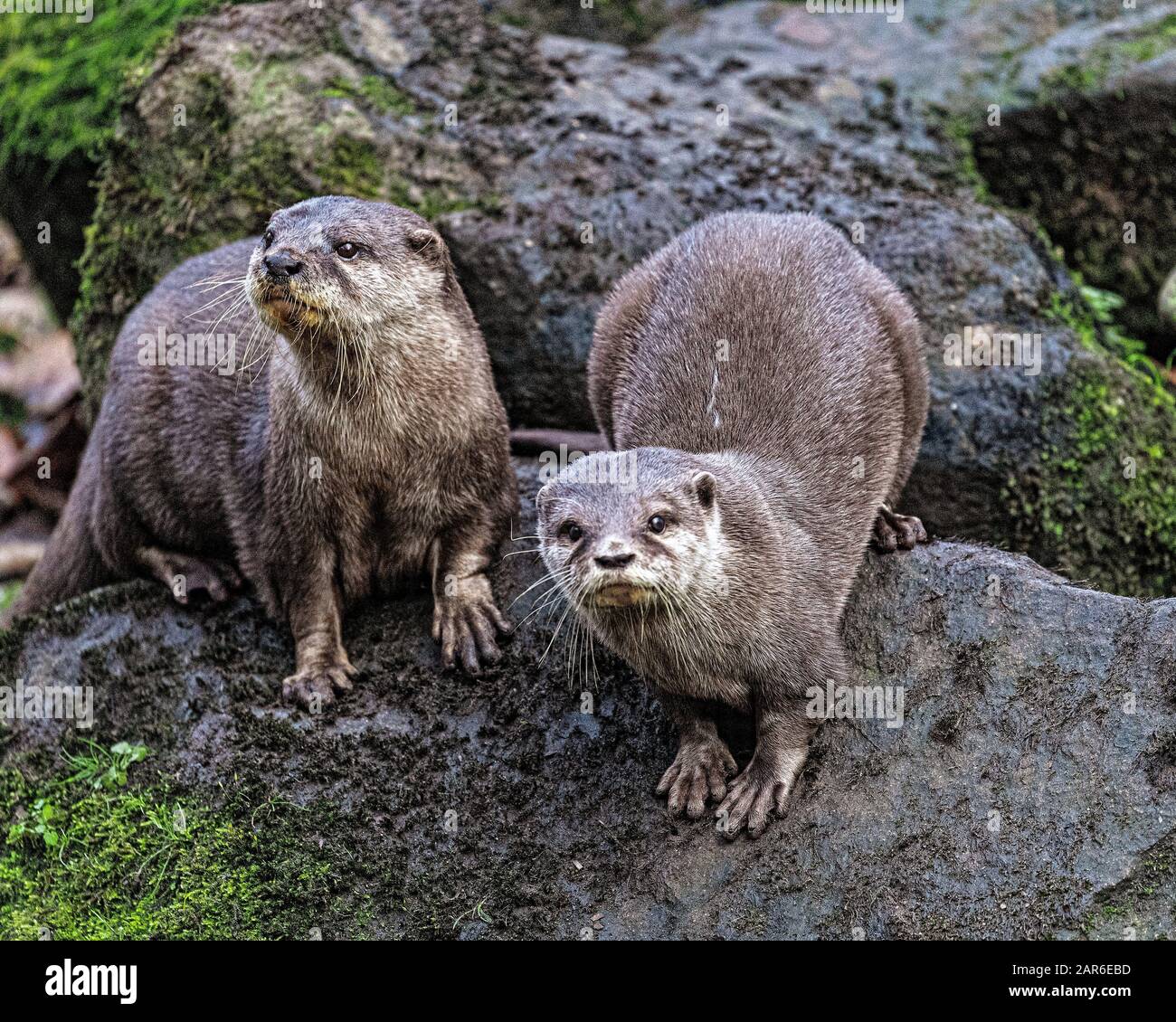 Asian breve artigliato Otter Foto Stock