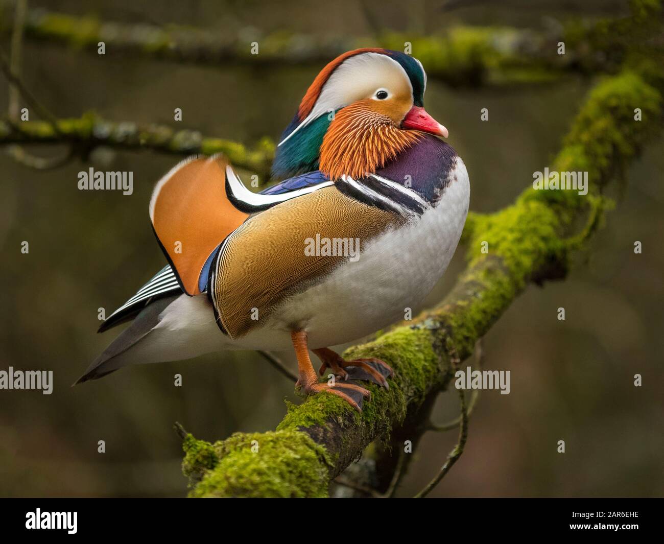 L'Anatra di mandarino (Aix galericulata) Foto Stock