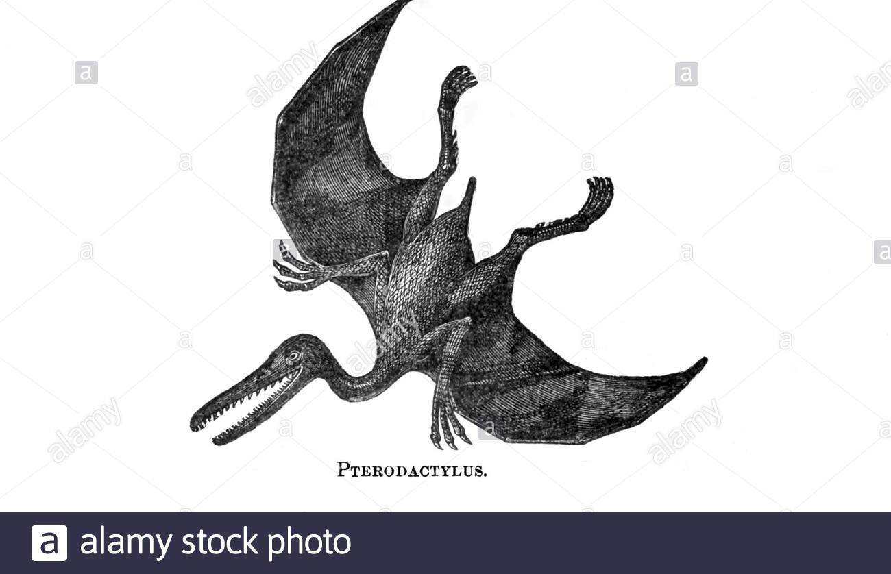 Pterodactylus (pterodattil), illustrazione d'epoca del 1886 Foto Stock