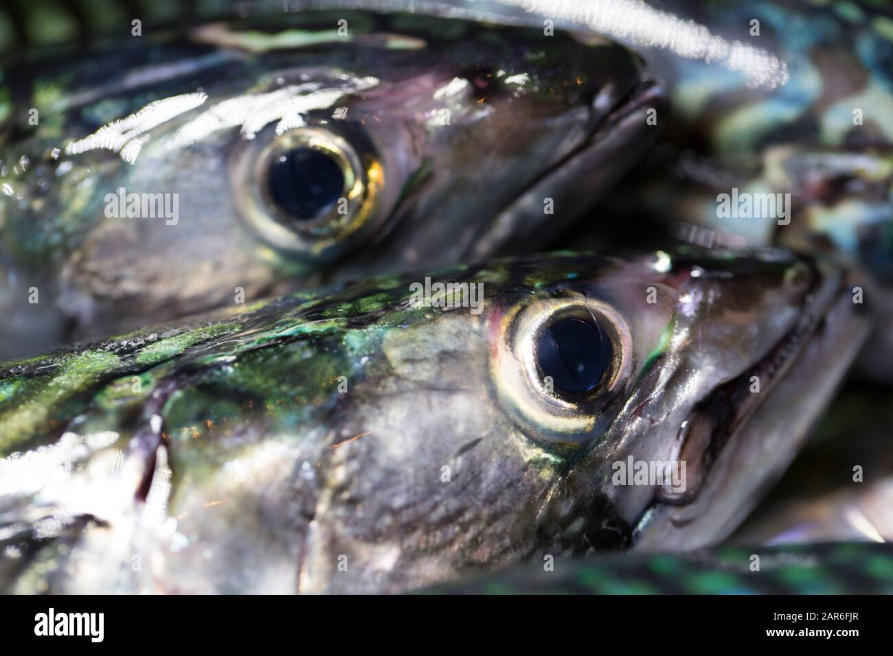 Particolare di sgombri freschi teste e occhi, Scomber scombrus, che sono stati catturati dalla riva su Rod e linea. Lo sgombro è un pesce oleoso e una fonte di Foto Stock