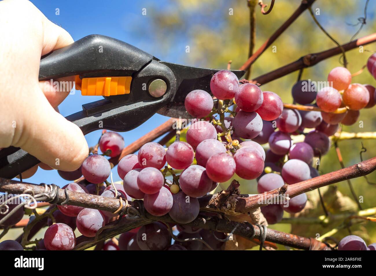 Raccolta della frutta di vite. Una mano maschio tiene una cesoia di potatura e taglia via la frutta matura scura dell'uva. Foto Stock