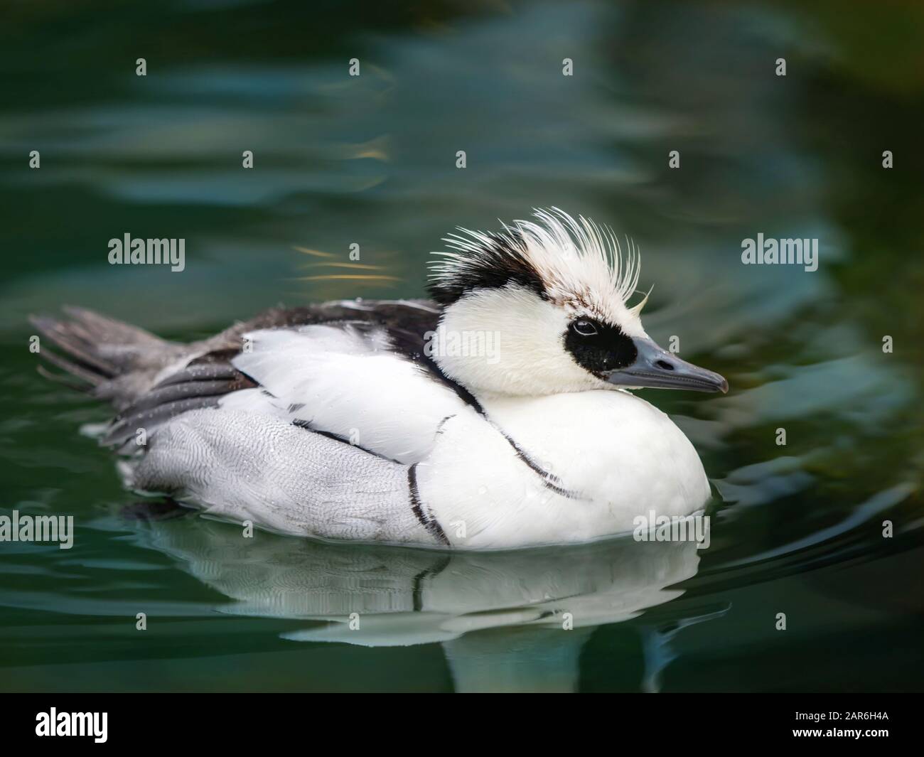 Anatra Bianca E Nera Galleggiante In Acqua Lucida Blu Verdastra Foto Stock