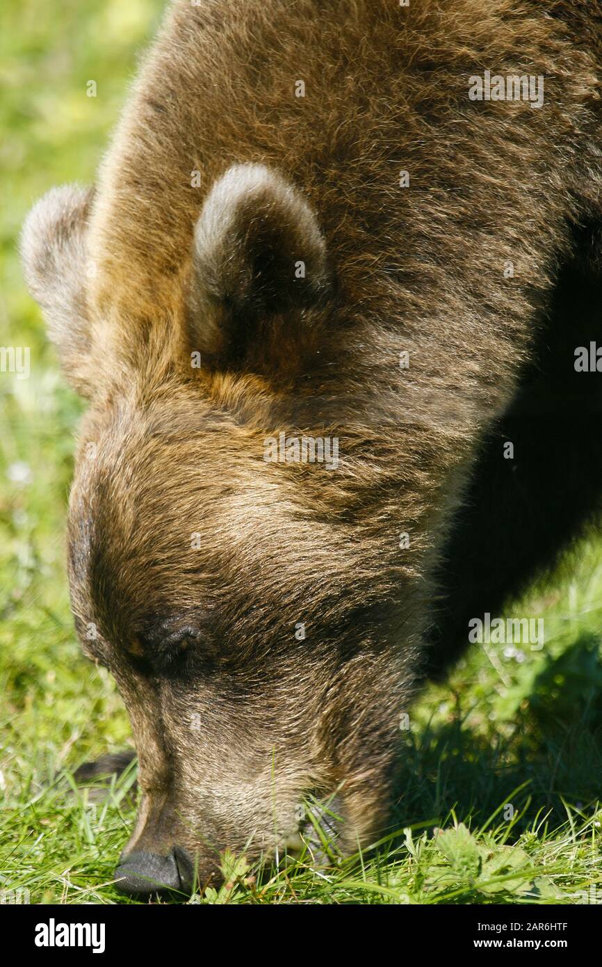 Orso marrone mangiare erba (Ursus arctos) nel Lago Kurile, penisola di Kamchatka. Russia Foto Stock