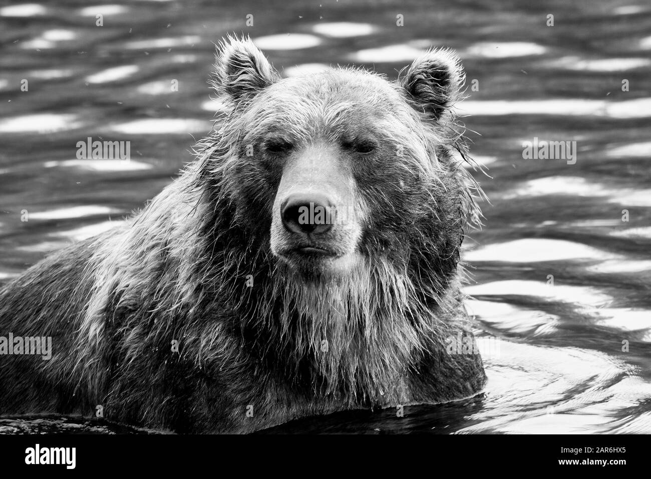 L'orso bruno (Ursus arctos) nel lago di Kurile, penisola di Kamchatka. La Russia Foto Stock