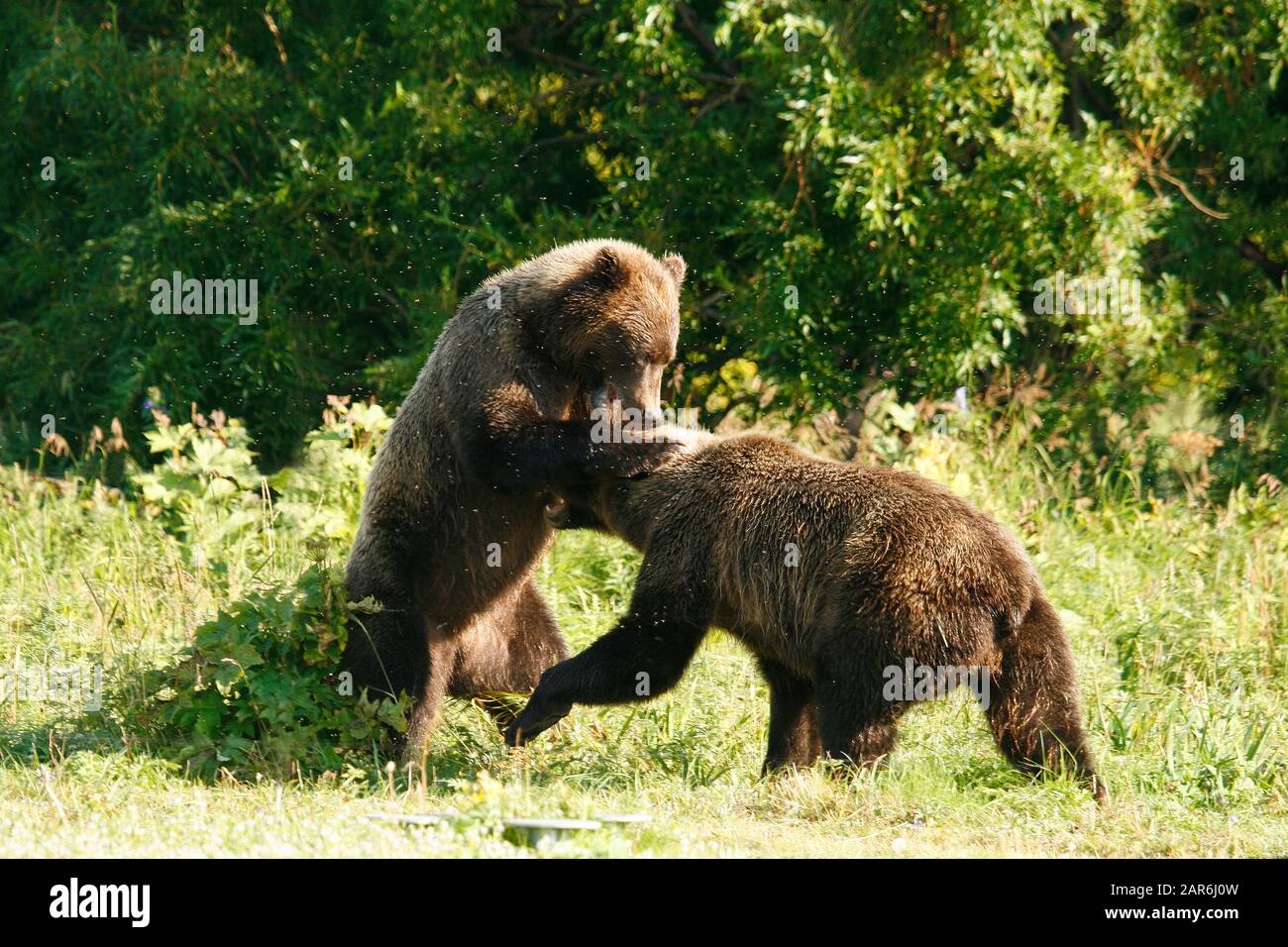 L'orso bruno (Ursus arctos) combattimenti nel lago di Kurile, penisola di Kamchatka, Russia. Foto Stock