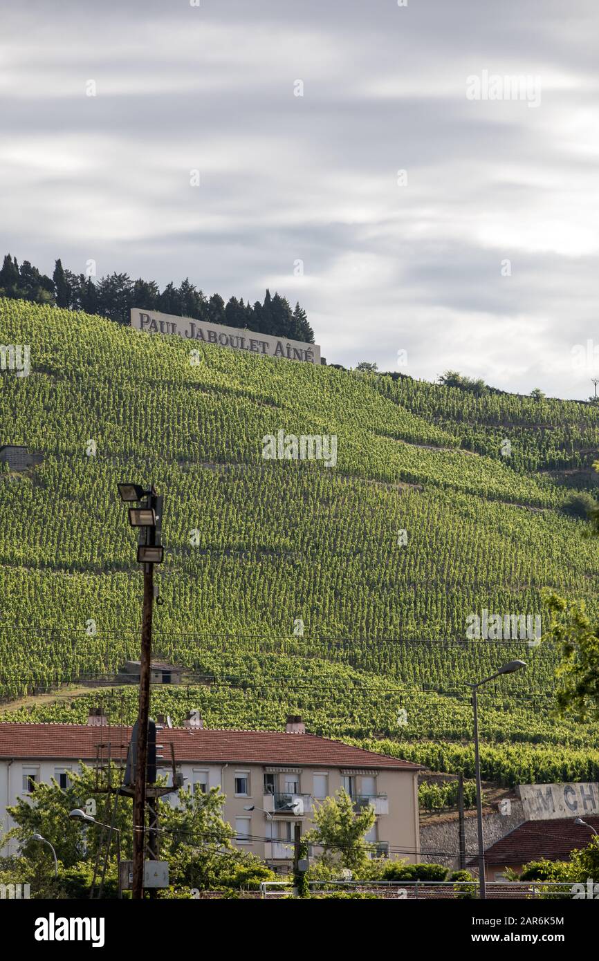 Vista del M. Chapoutier Crozes-Hermitage vigneti a Tain l'Hermitage, la valle del Rodano, Francia Foto Stock