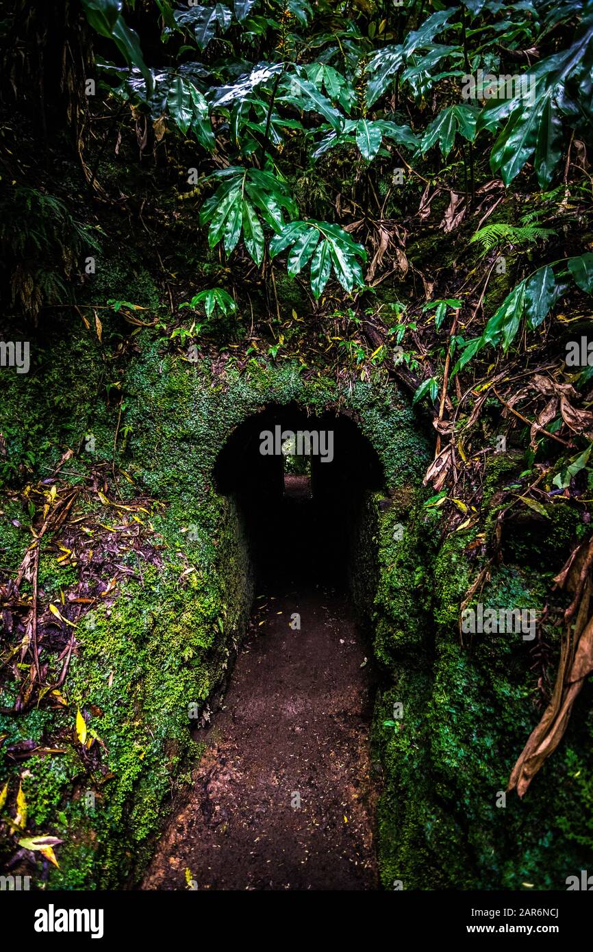 Tunnel naturale litlle pieno di erba, muschio e piante Foto Stock
